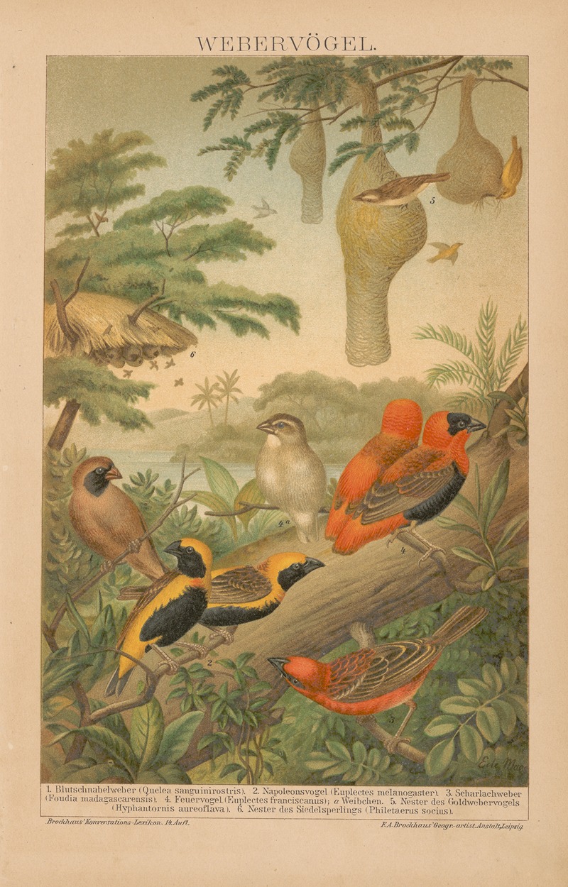F.A. Brockhaus - Webervögel