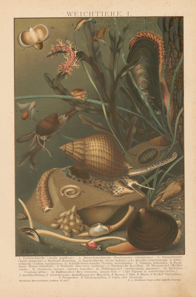 F.A. Brockhaus - Weichtiere