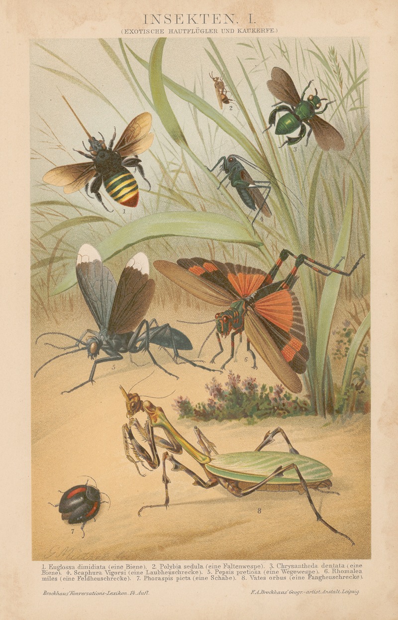 Gustav Mützel - Insekten