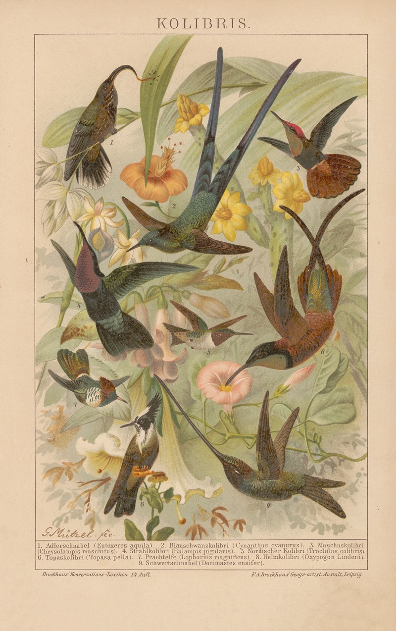 Gustav Mützel - Kolibris