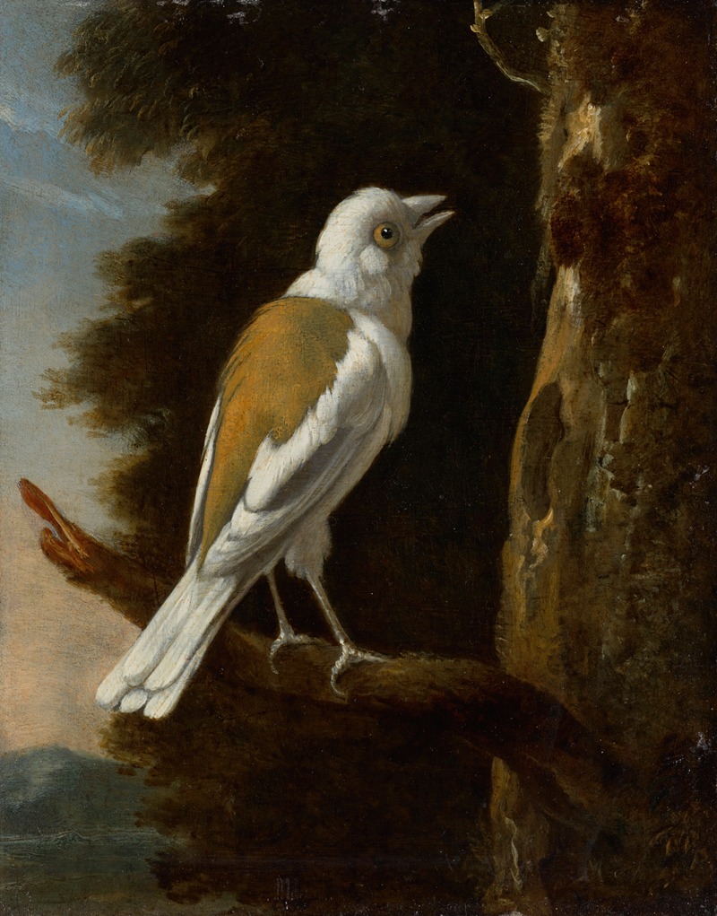 Melchior d'Hondecoeter - A study of a helmetshrike on a branch