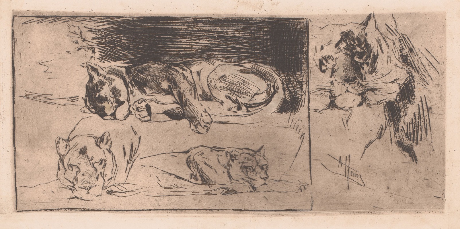 Armand Heins - Studieblad met leeuwinnen en een tijger