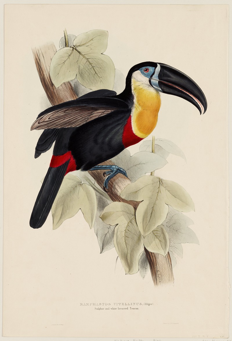 Edward Lear - Ramphastos Vitellinus (Illiger)