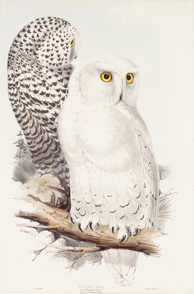 Edward Lear - Snowy Owl