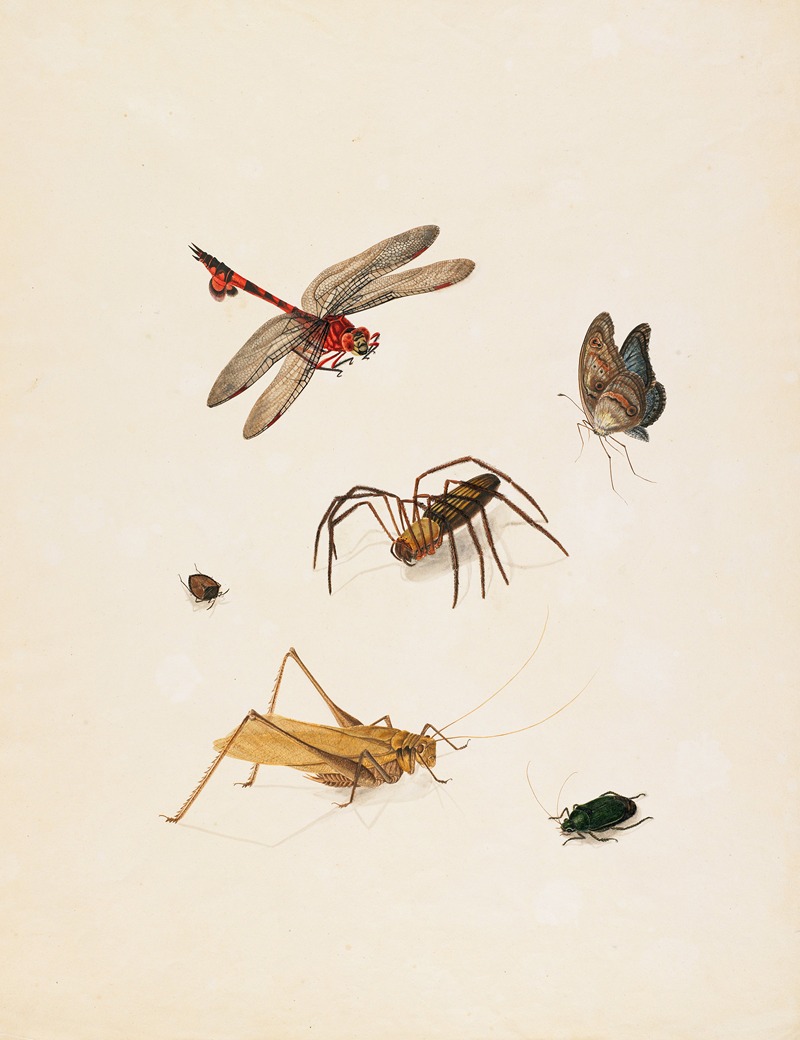 English School - Insects