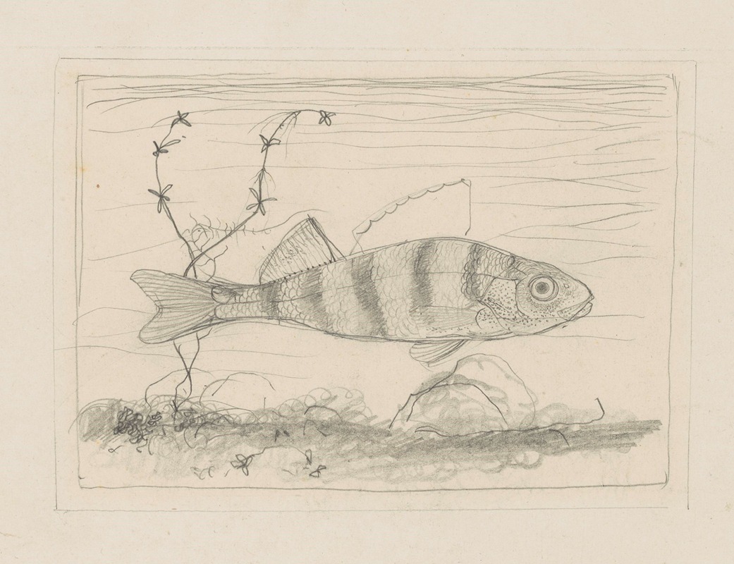 Jan Mankes - Jonge baars, zwemmend naar rechts