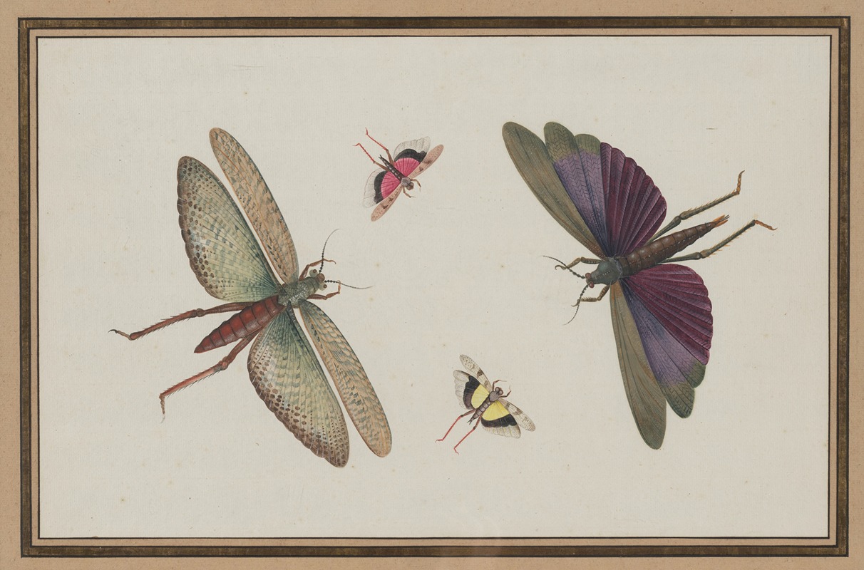 Nicolaas Struyk - Insects