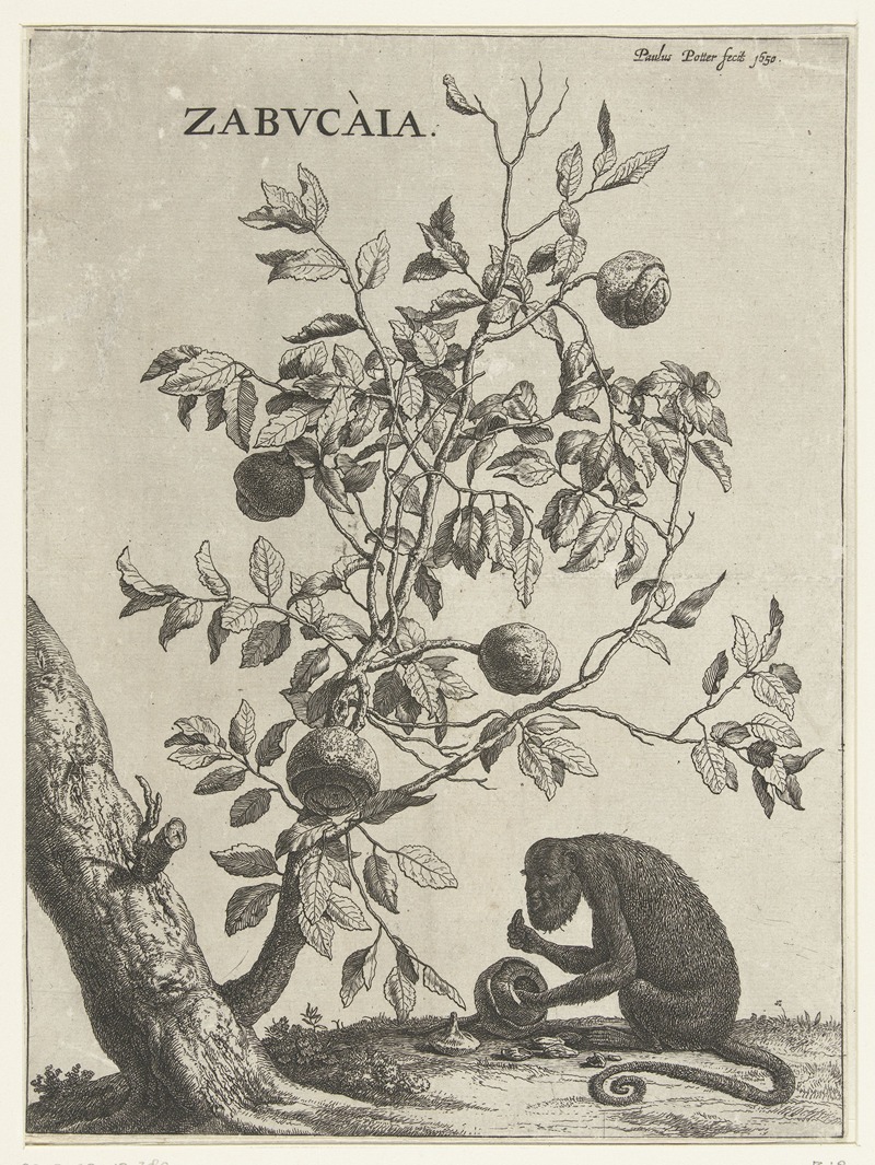 Paulus Potter - Zabvcàia