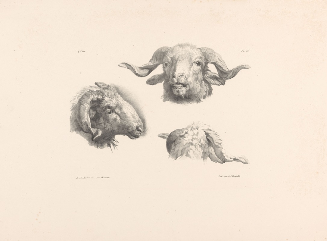 Roelof van der Meulen - Drie ramskoppen