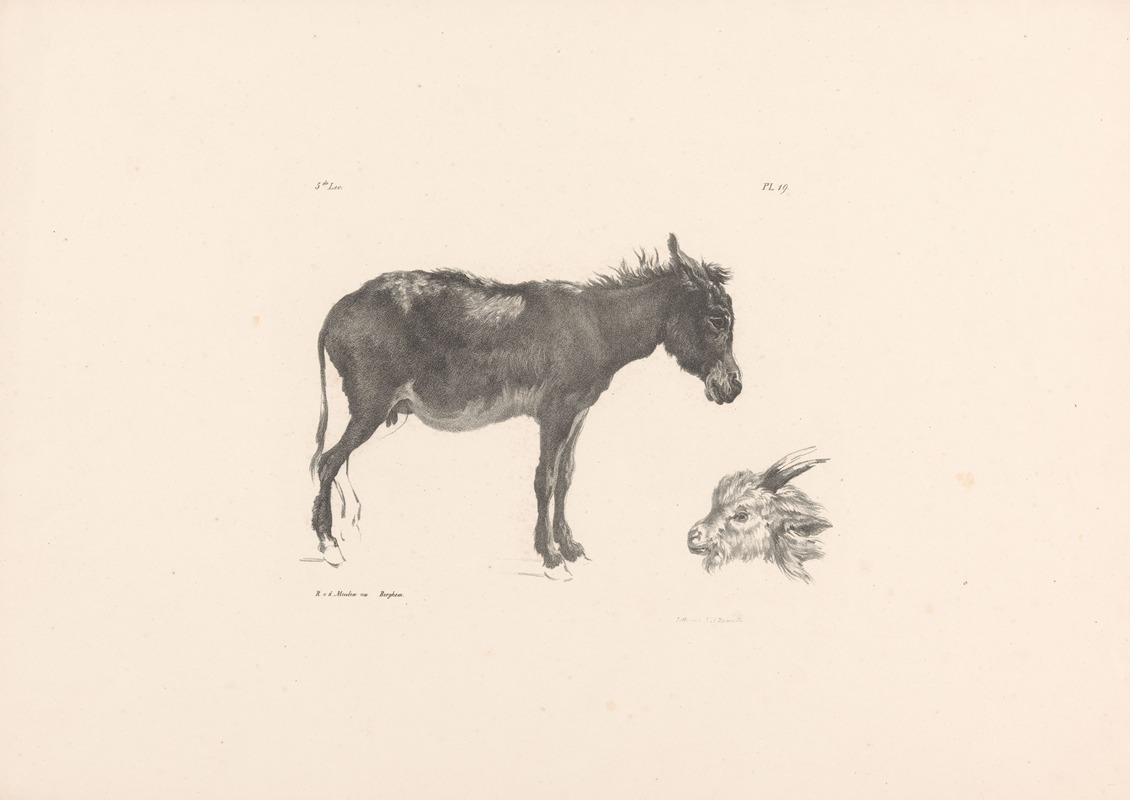 Roelof van der Meulen - Ezel en ramskop