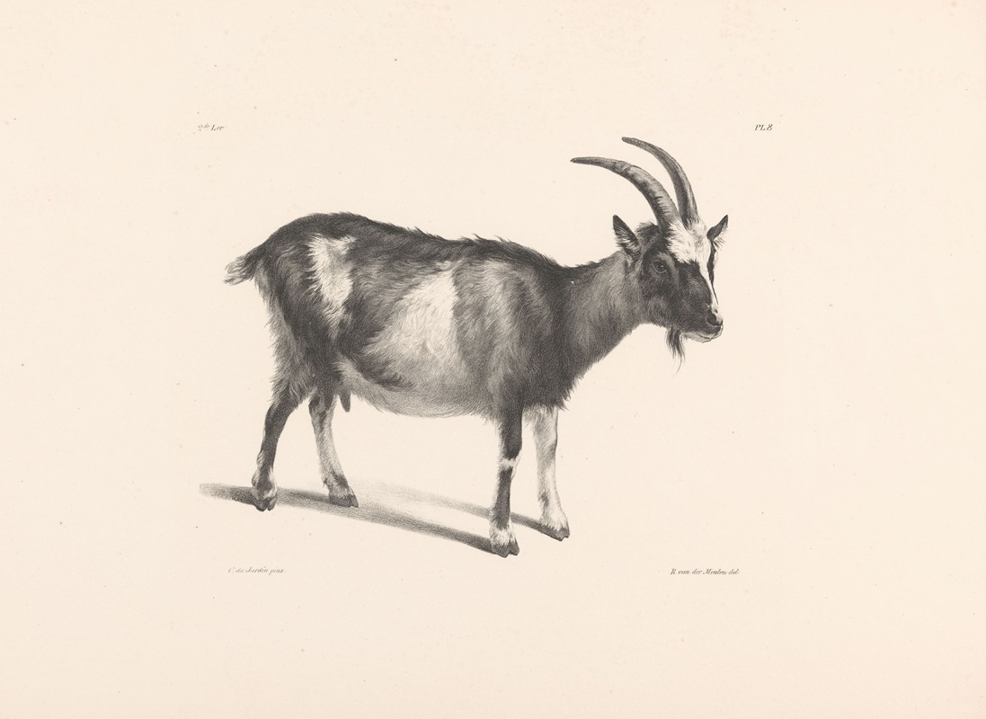 Roelof van der Meulen - Geit