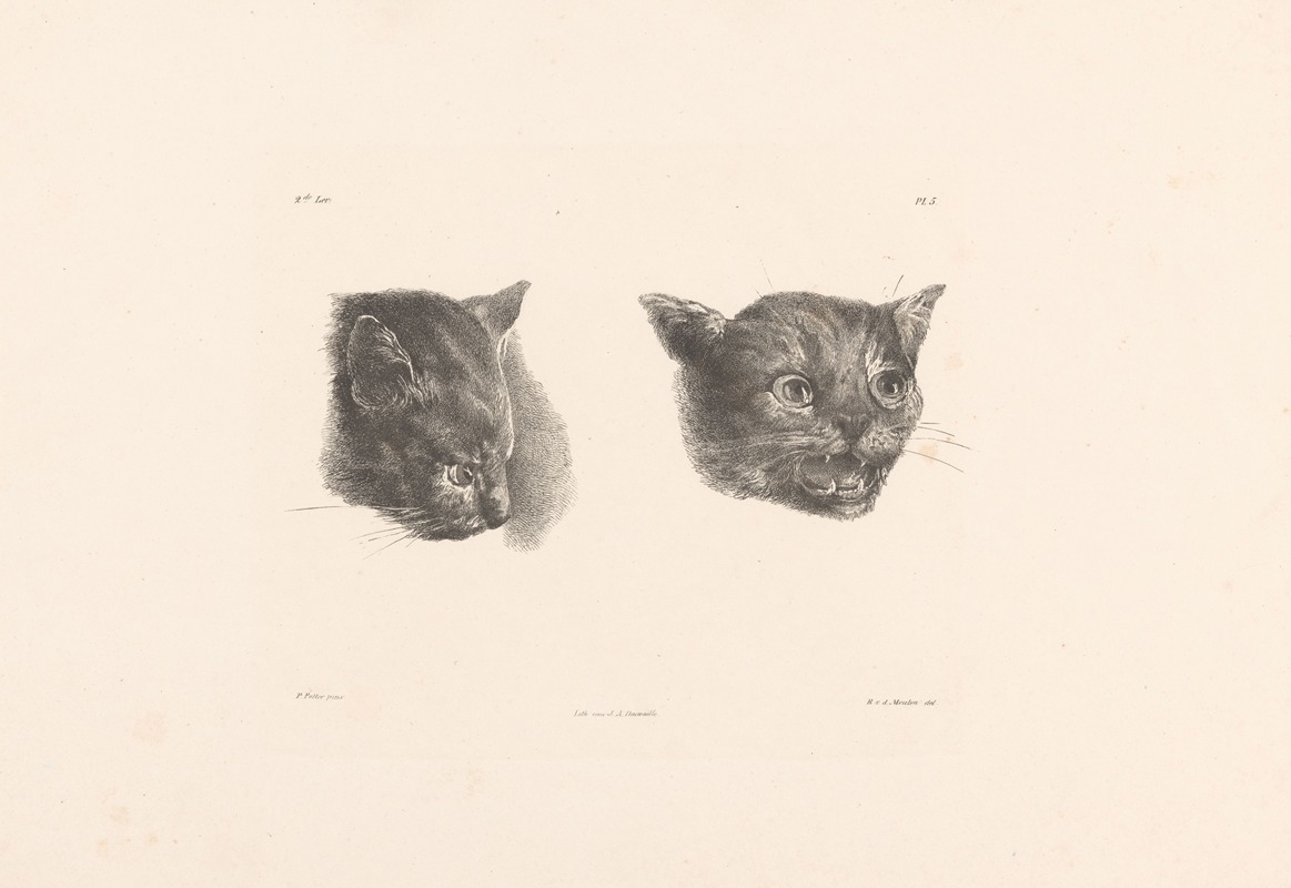 Roelof van der Meulen - Twee kattenkoppen