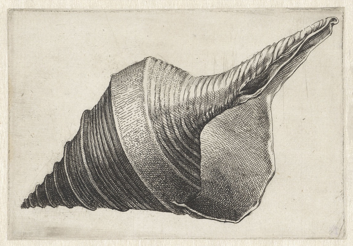 Wenceslaus Hollar - Australian trumpet (Syrinx aruanus)