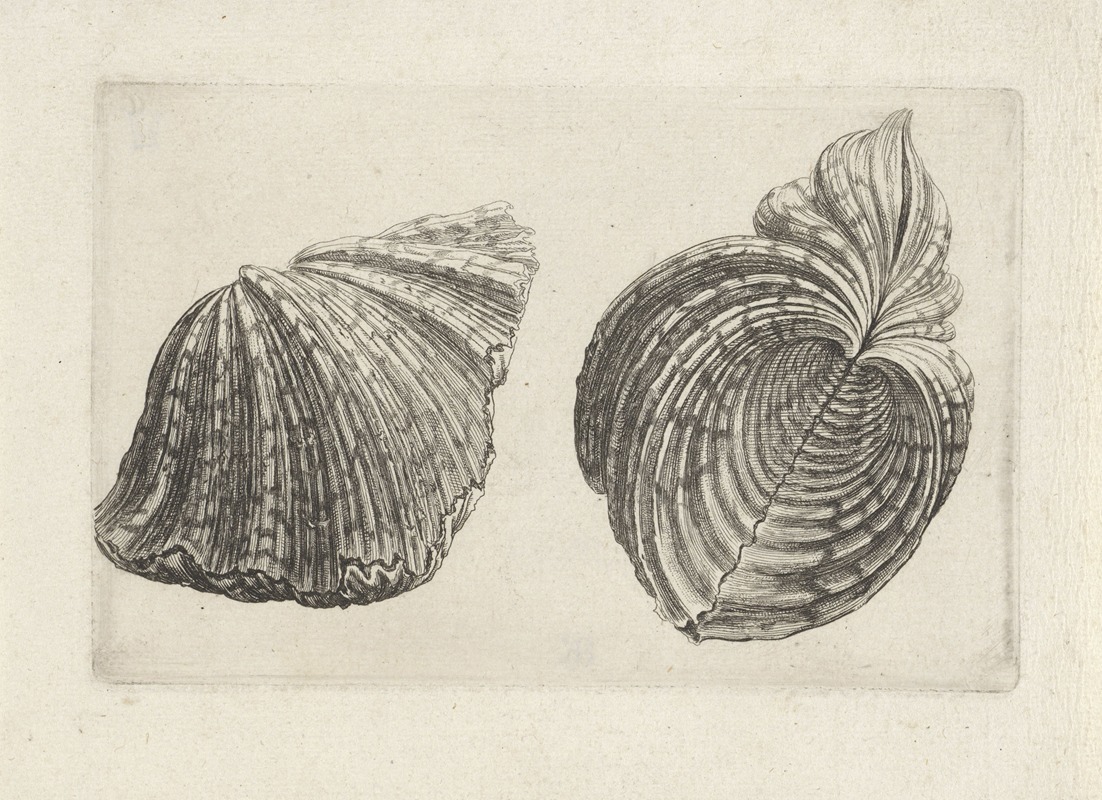 Wenceslaus Hollar - Bear paw clam (Hippopus maculatus)