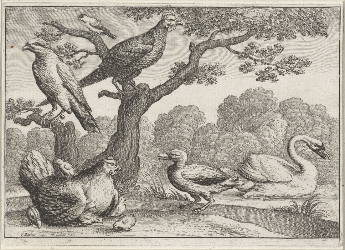 Wenceslaus Hollar - Birds by a river; a swan and duck, a chicken with a brood of chicks, another fowl and two more birds in a tree