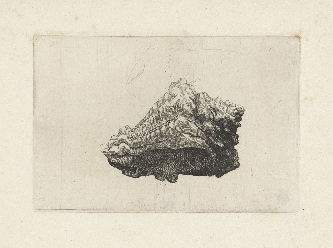 Wenceslaus Hollar - Caribbean vase (Vasum muricatum)