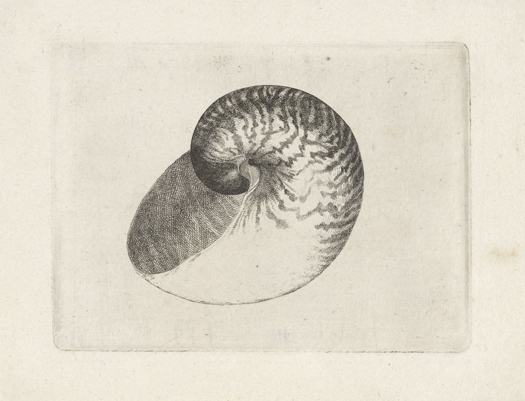 Wenceslaus Hollar - Chambered nautilus (Nautilus pompilius)
