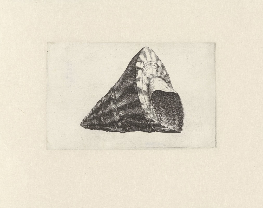 Wenceslaus Hollar - Commercial top-shell (Trochus niloticus)