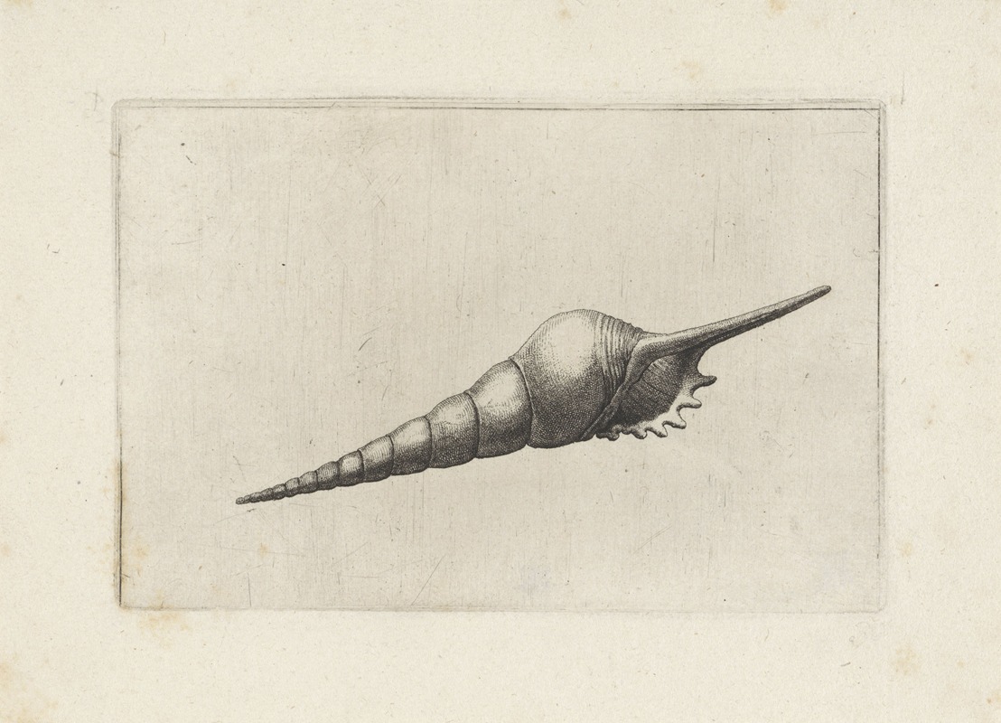 Wenceslaus Hollar - Dark-mouthed tibia (Tibia fusus melanocheilus)