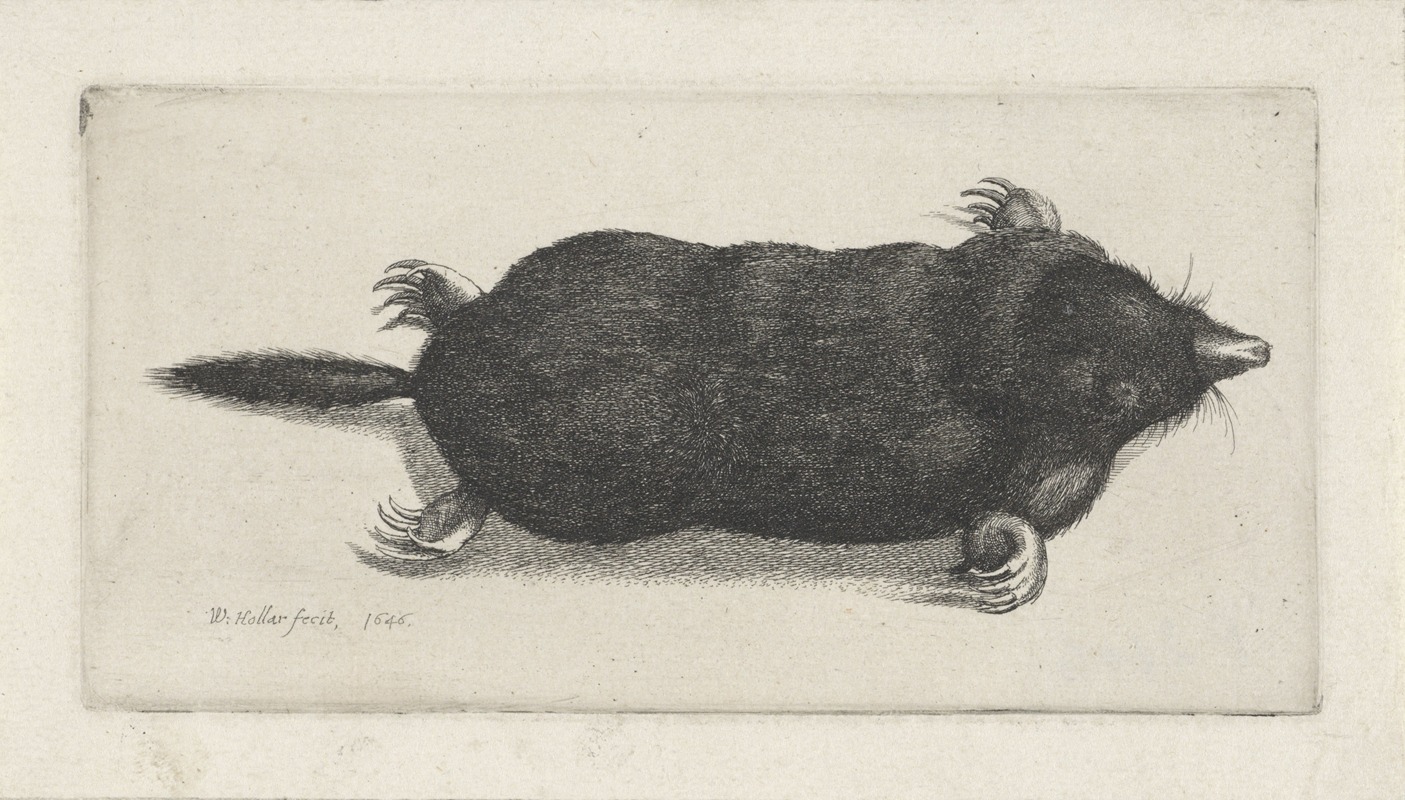 Wenceslaus Hollar - Dode mol