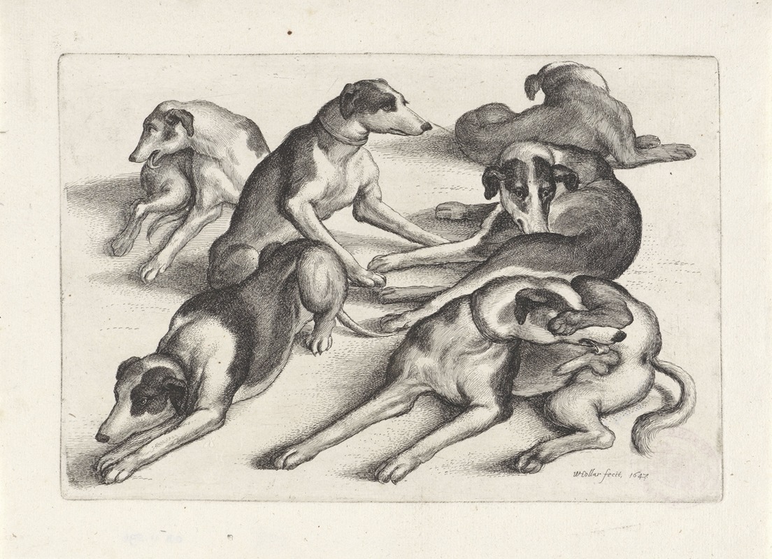 Wenceslaus Hollar - Five hounds lying on the ground, licking themselves