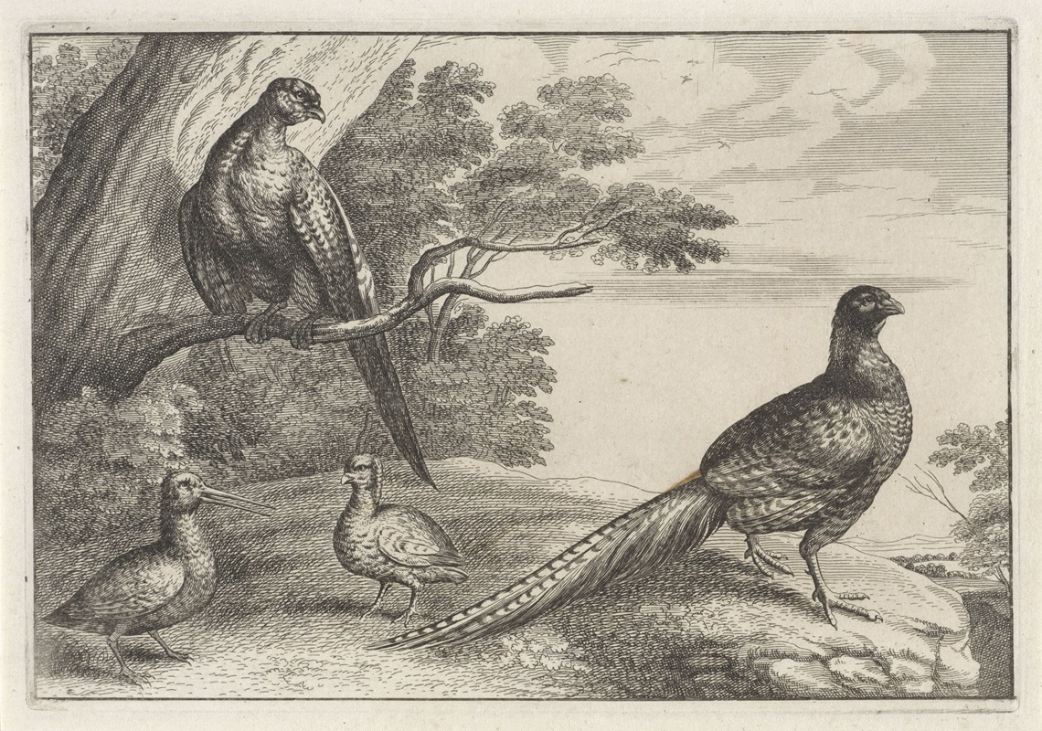 Wenceslaus Hollar - Four pheasants in a wooded landscape, one of them standing on a tree branch at left