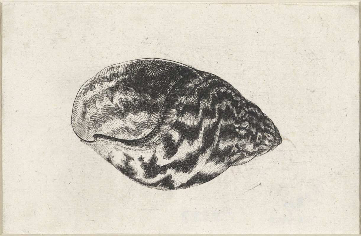 Wenceslaus Hollar - Giant Ghana land shell (Achatina achatina)
