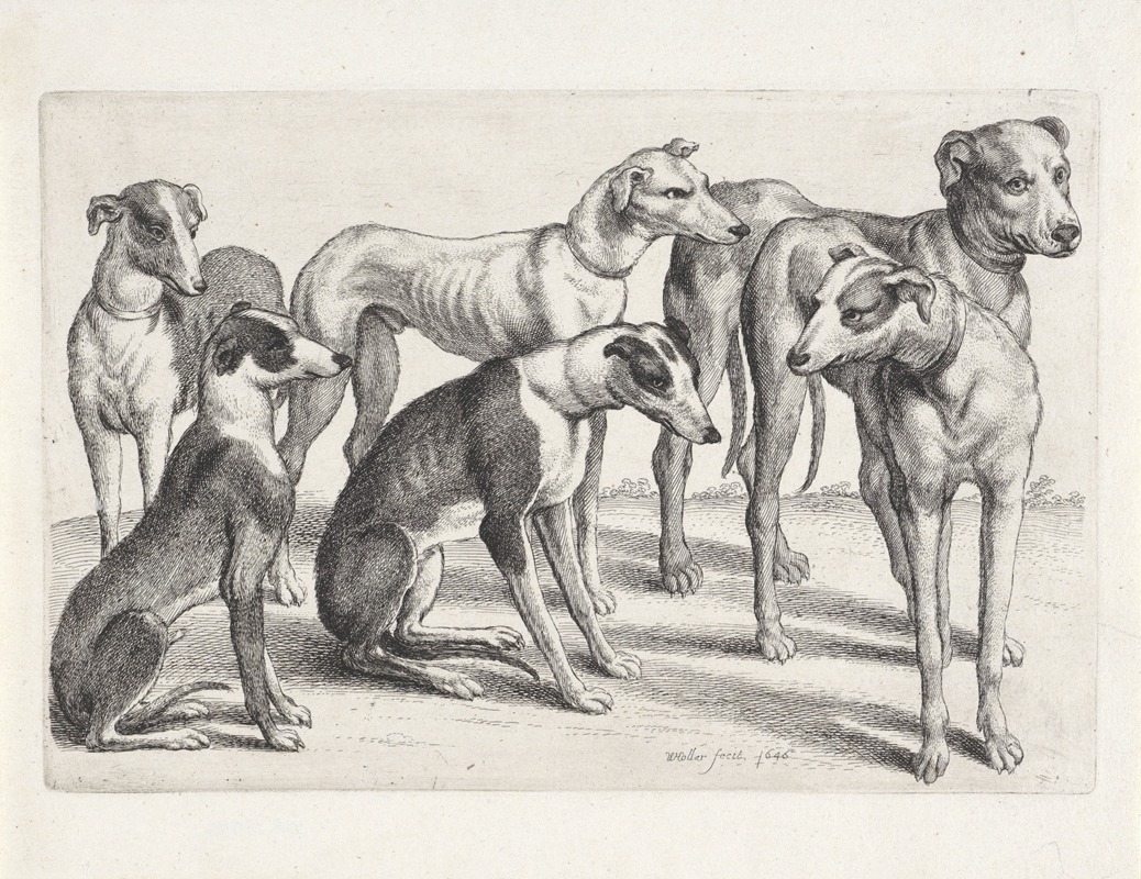 Wenceslaus Hollar - Group of six hounds in a field