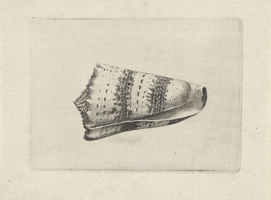 Wenceslaus Hollar - Imperial cone (Conus imperialis)