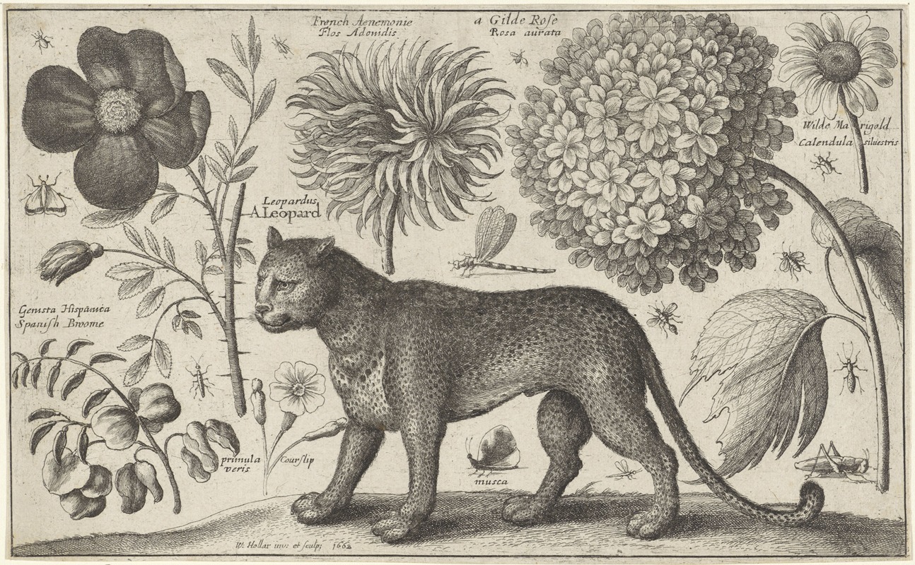 Wenceslaus Hollar - Luipaard, bloemen en insecten