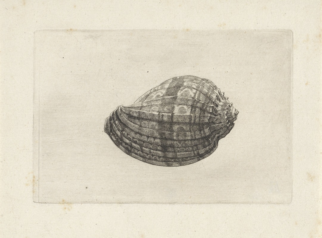 Wenceslaus Hollar - Major harp (Harpa major)