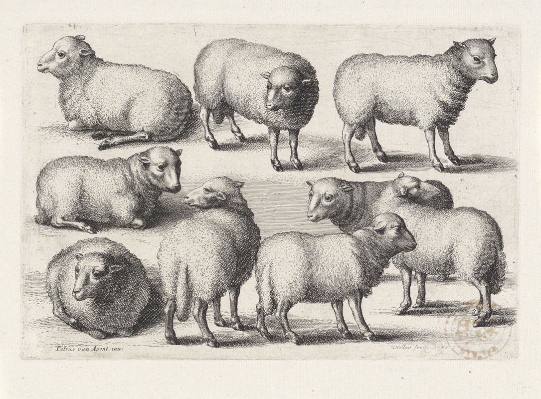 Wenceslaus Hollar - Nine sheep in a field