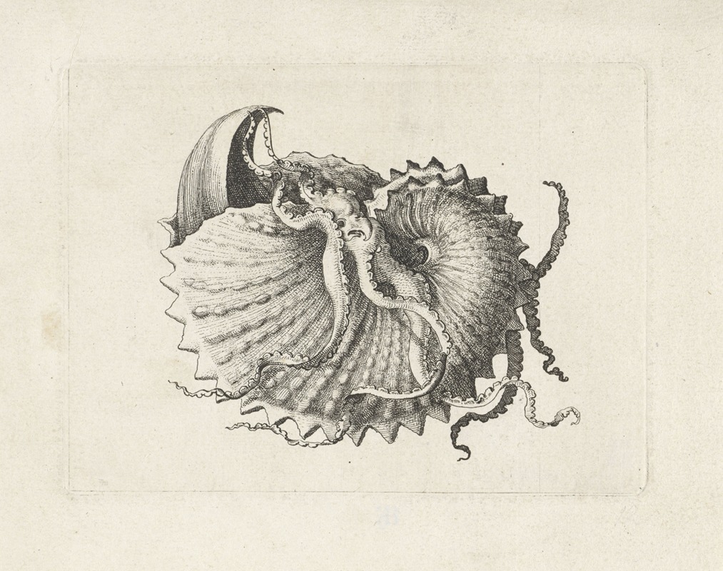 Wenceslaus Hollar - Nodose paper nautilus (Argonauta nodosa)