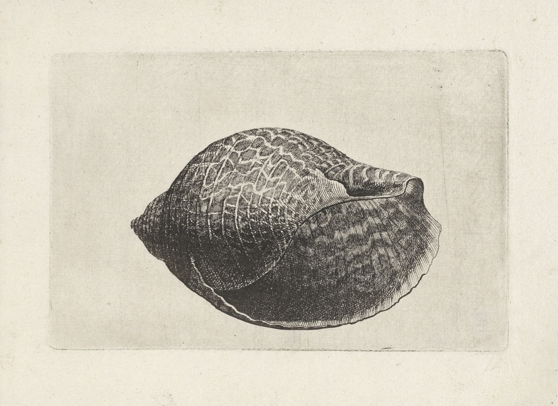 Wenceslaus Hollar - Pacific partridge tun (Tonna perdix)