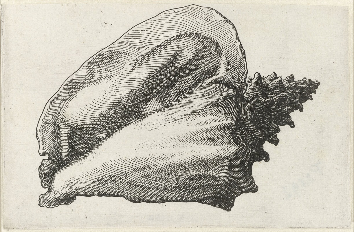 Wenceslaus Hollar - Pink conch (Strombus gigas)