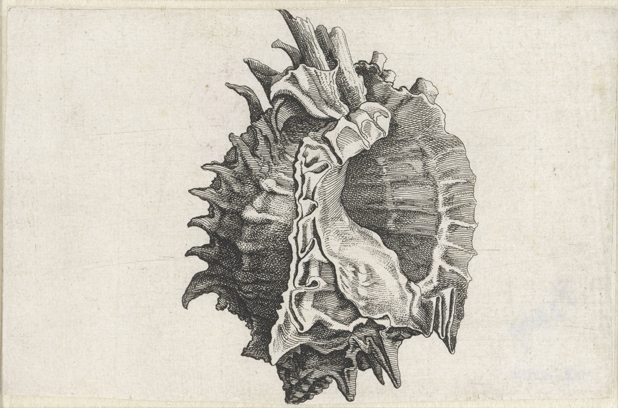 Wenceslaus Hollar - Pink-mouth murex (Phyllonotus erythrostomus)