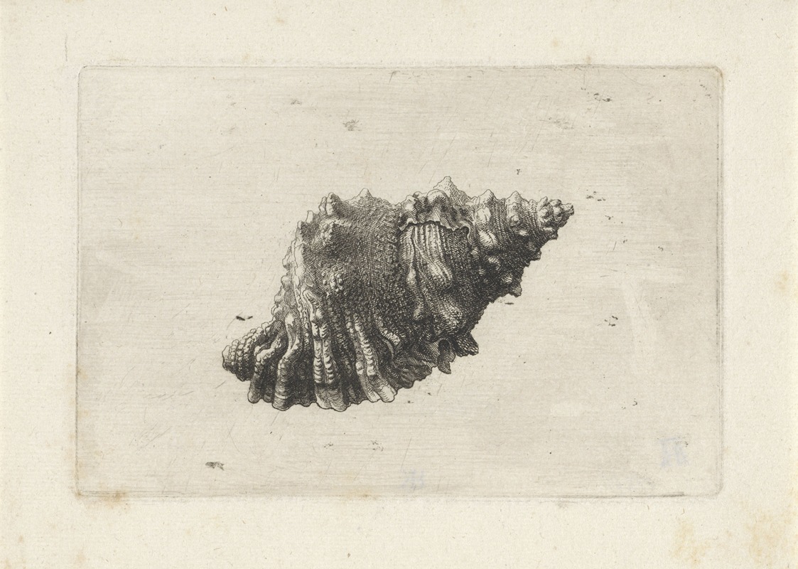 Wenceslaus Hollar - Ruddy frog shell (Bursa rubeta)