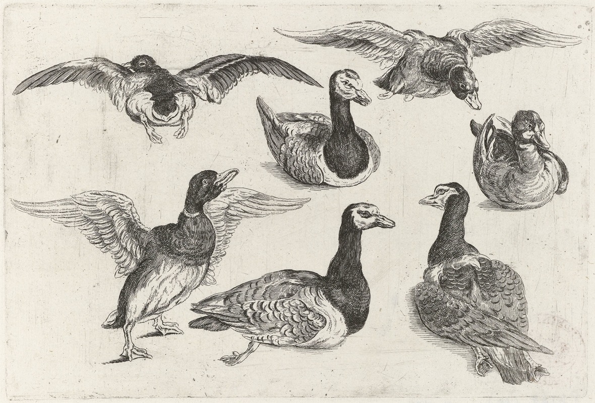 Wenceslaus Hollar - Seven ducks