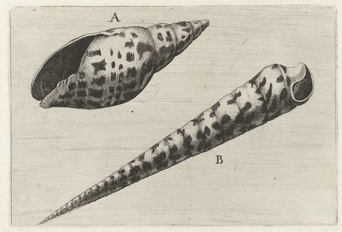 Wenceslaus Hollar - Shell of cardinal mitre (Mitra cardinalis) (A) and subulate auger (Terebra subulata) (B)