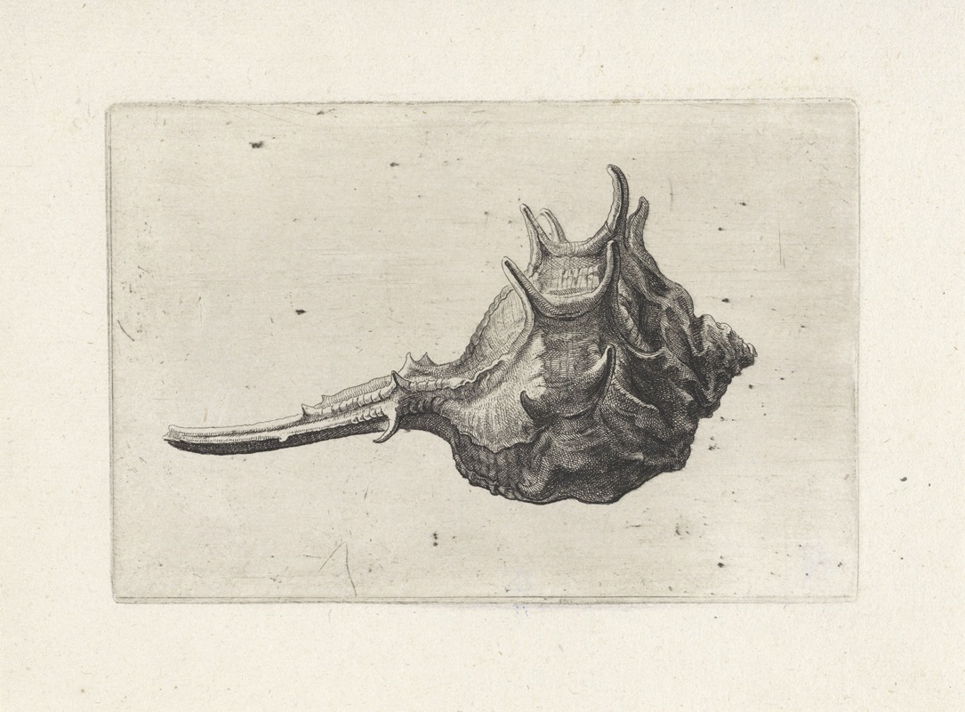 Wenceslaus Hollar - Short-spined murex (Murex brevispina)
