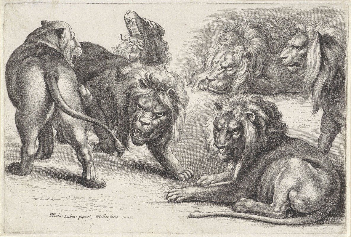 Wenceslaus Hollar - Six lions in various poses
