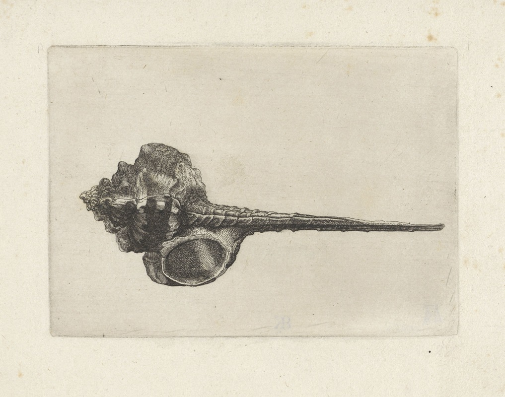 Wenceslaus Hollar - Snipeis bill murex (Murex haustellum)
