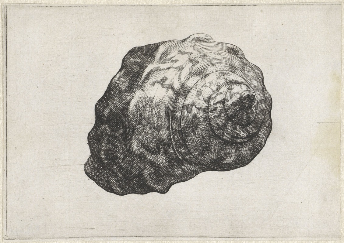 Wenceslaus Hollar - South African turban (Turbo sarmaticus)
