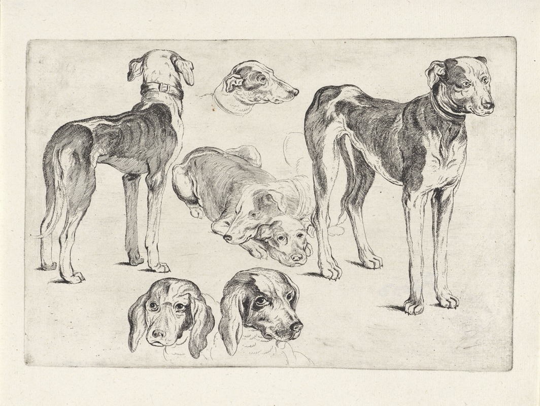 Wenceslaus Hollar - Studies of hounds