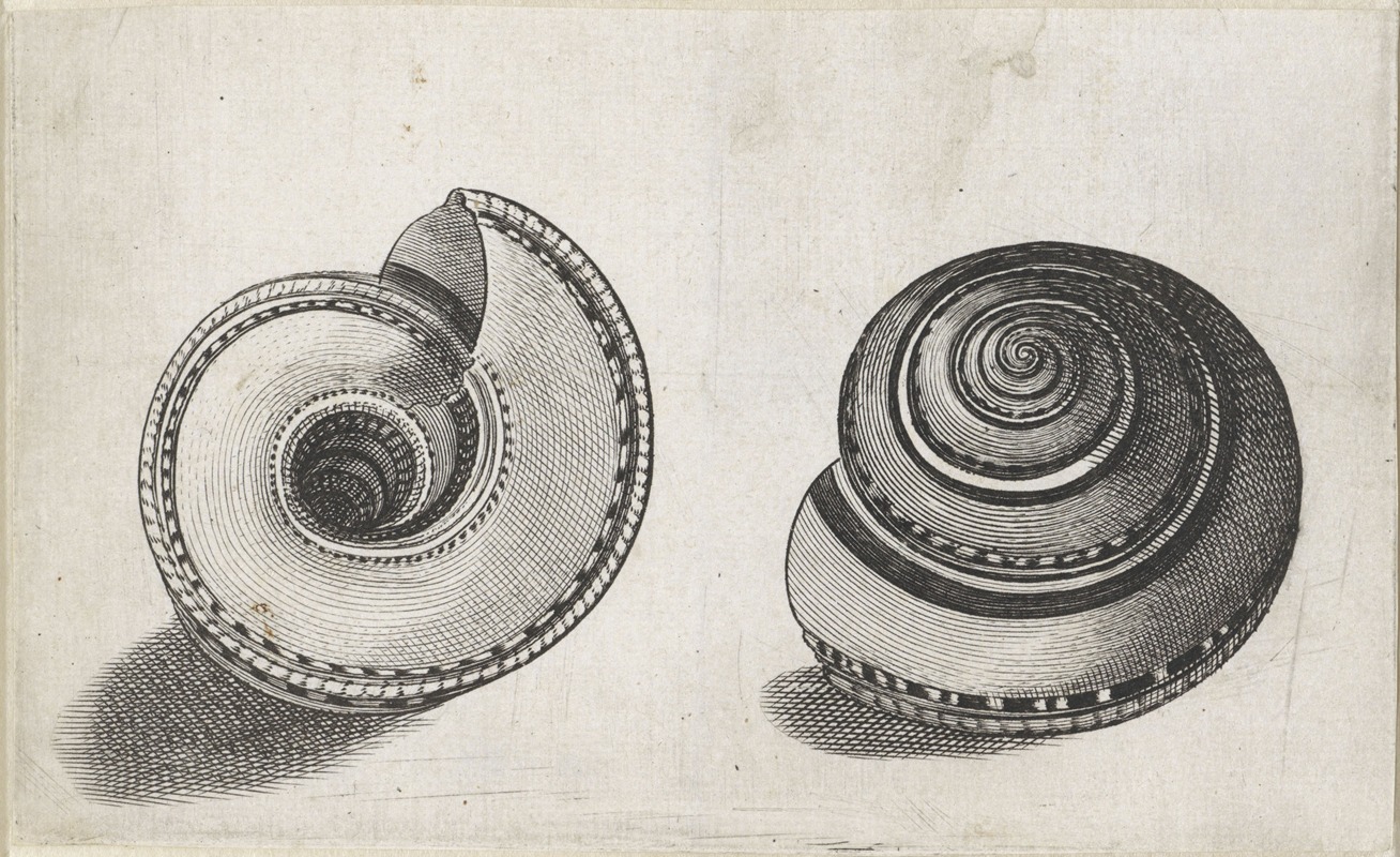Wenceslaus Hollar - Sundial shell (Architectonica perspectiva)