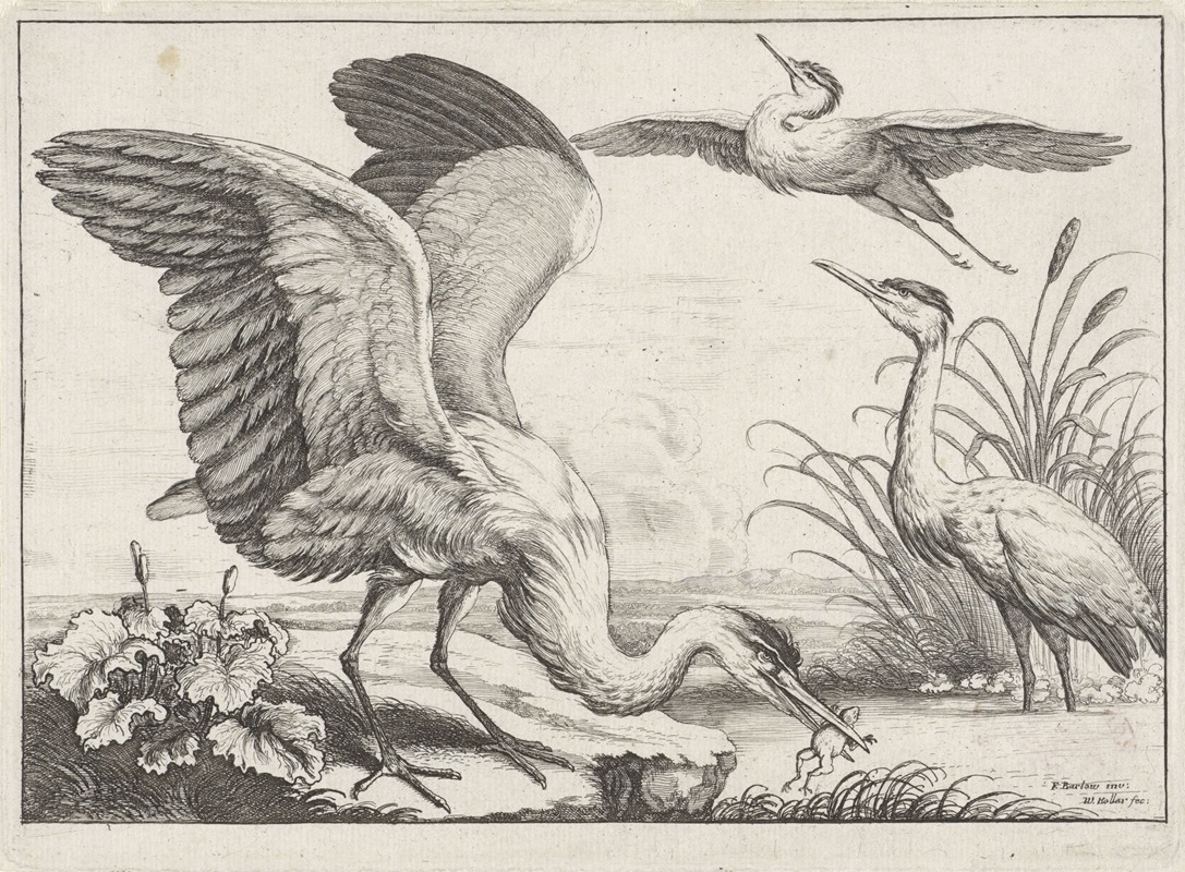 Wenceslaus Hollar - Three herons; one, with its wings outstretched, snatches a frog from the river, while another takes off