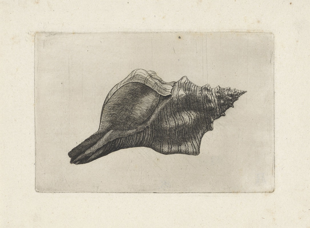 Wenceslaus Hollar - Trapezium horse conch (Pleuroploca trapezium)