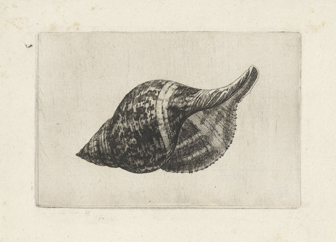 Wenceslaus Hollar - True tulip (Fasciolaria tulipa)