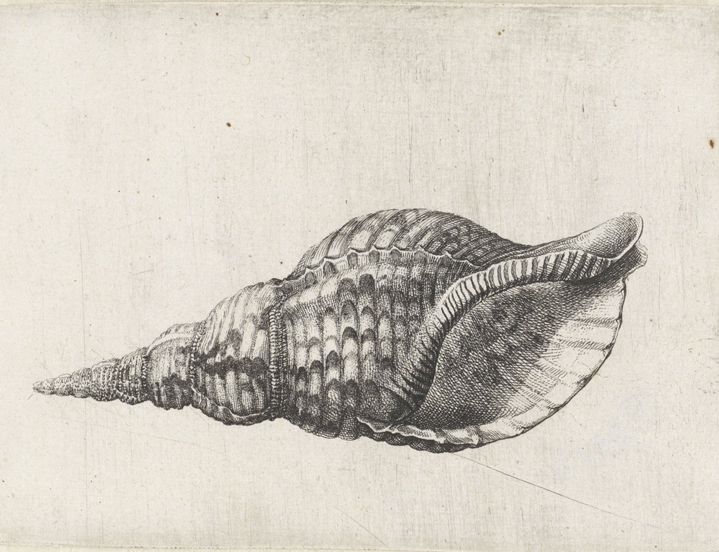 Wenceslaus Hollar - Trumpet triton (Charonia tritonis)