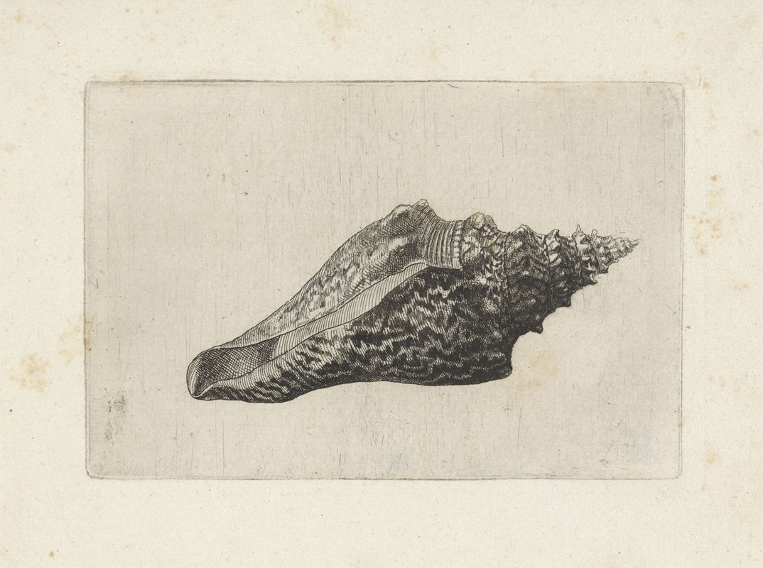 Wenceslaus Hollar - Tuba false fusus (Hemifusus tuba)